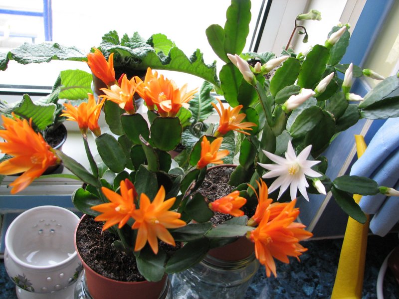 easter_cactus.jpg