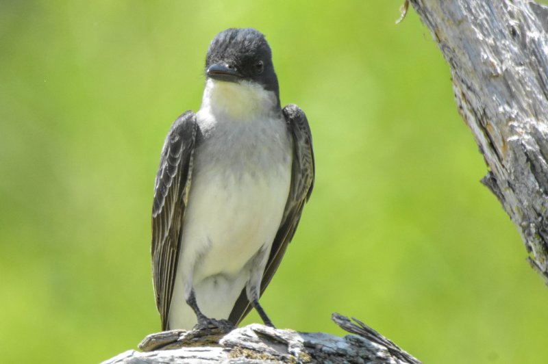 Eastern Kingbird GC.jpg