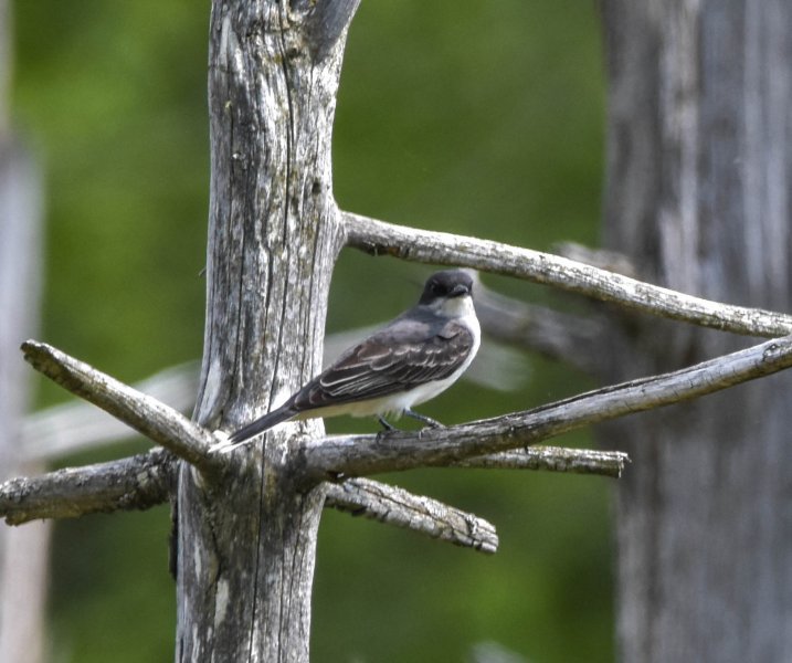 Eastern Kingbird.jpg