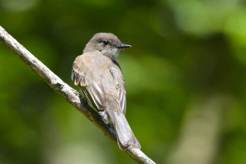 EASTERN PHOEBE GC .jpg