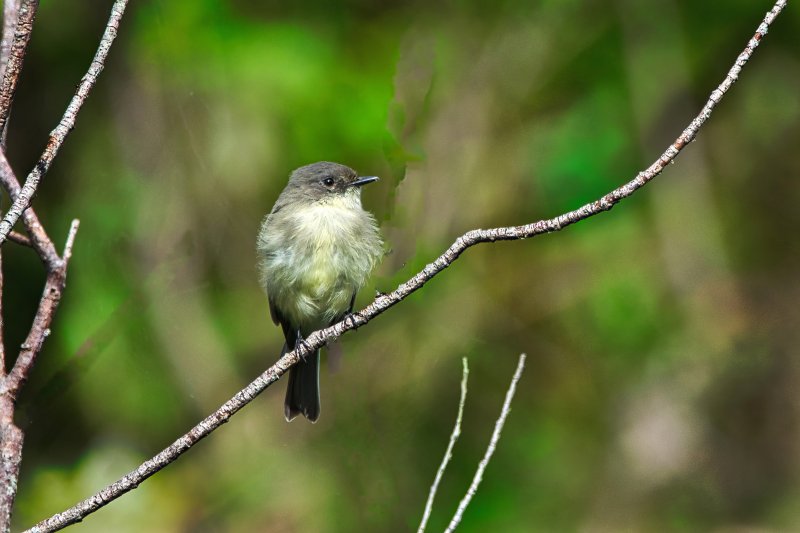 Eastern Phoebe.jpg