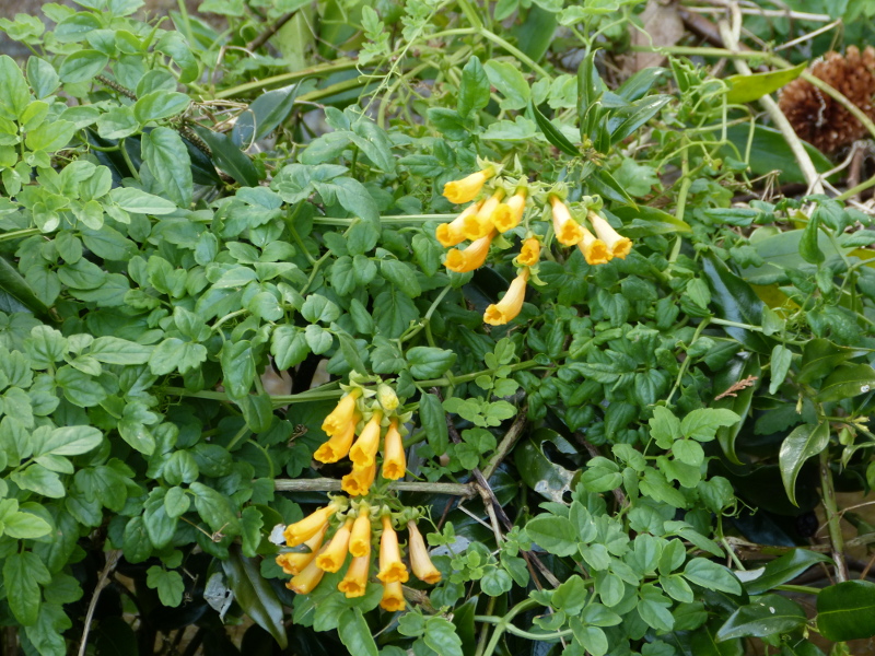 Eccremocarpus scaber.JPG