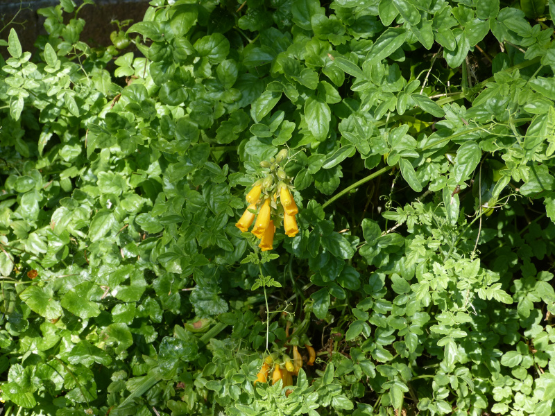 Eccremocarpus scaber.JPG