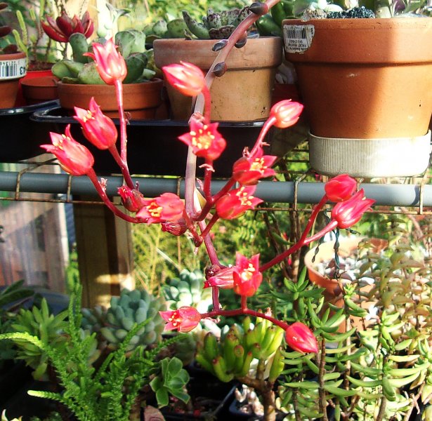 Echeveria Bl Knight.JPG