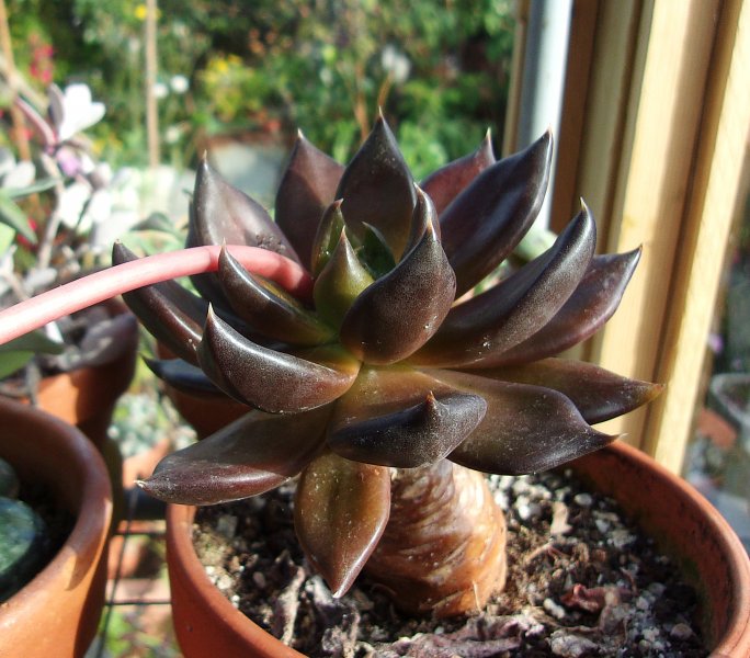 Echeveria Black Knight.JPG