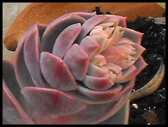 Echeveria 'Perle von Nurnberg' Flowerbud.jpg