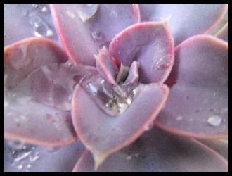 Echeveria 'Perle von Nurnberg'.jpg