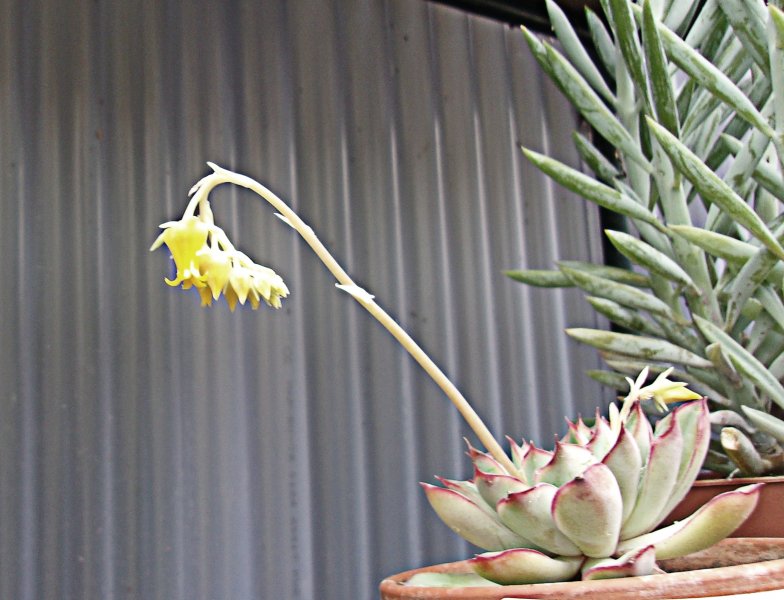 Echeveria pulidonis.JPG