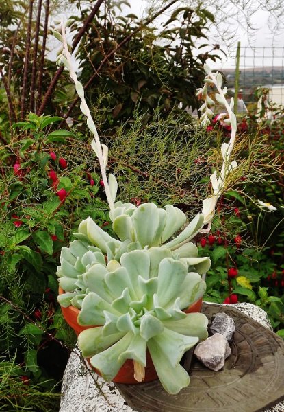 Echeveria runionii.jpg