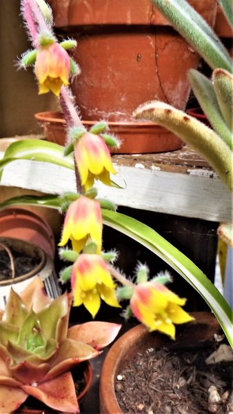 Echeveria setosa deminuta (2).jpg