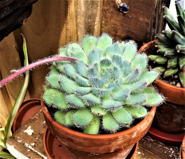 Echeveria setosa deminuta.jpg