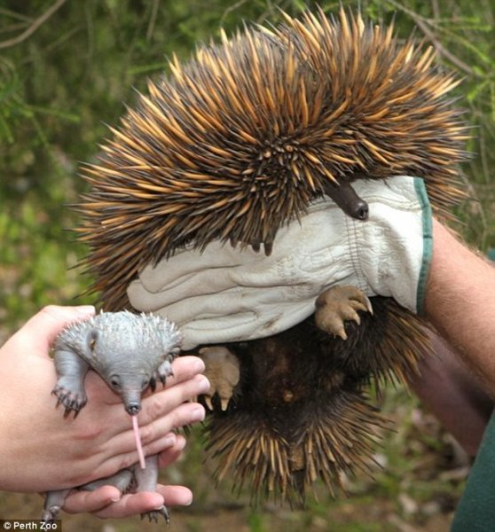 echidna 1.jpg
