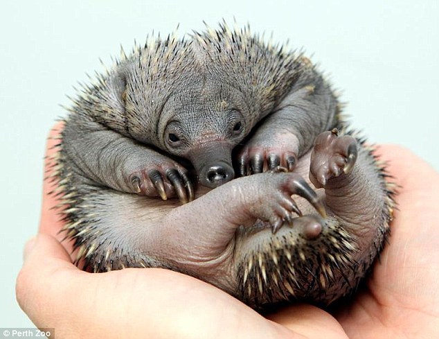 echidna.jpg