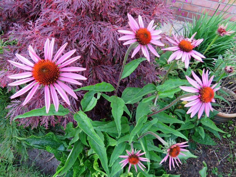 echinacea.JPG