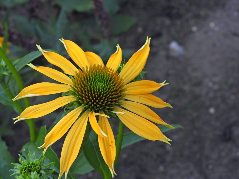 Echinacea Lakota Yellow.JPG