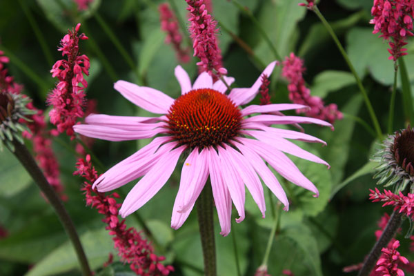 Echinacea_. Persicaria plant combination..jpg