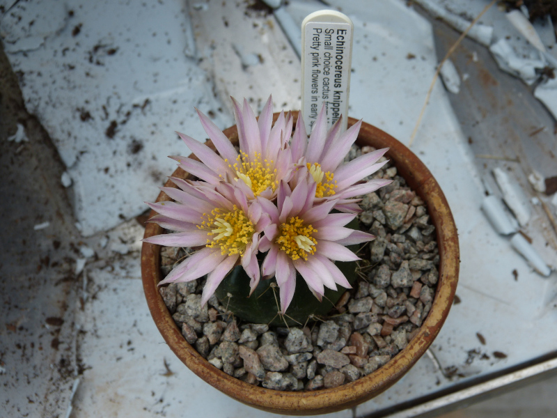 Echinocereus knippelianus.JPG