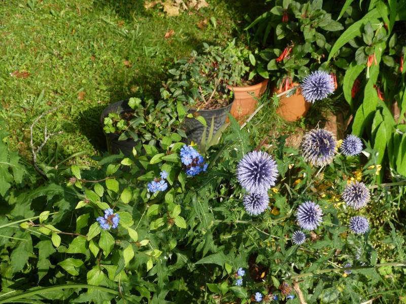 Echinopa banaticus.JPG