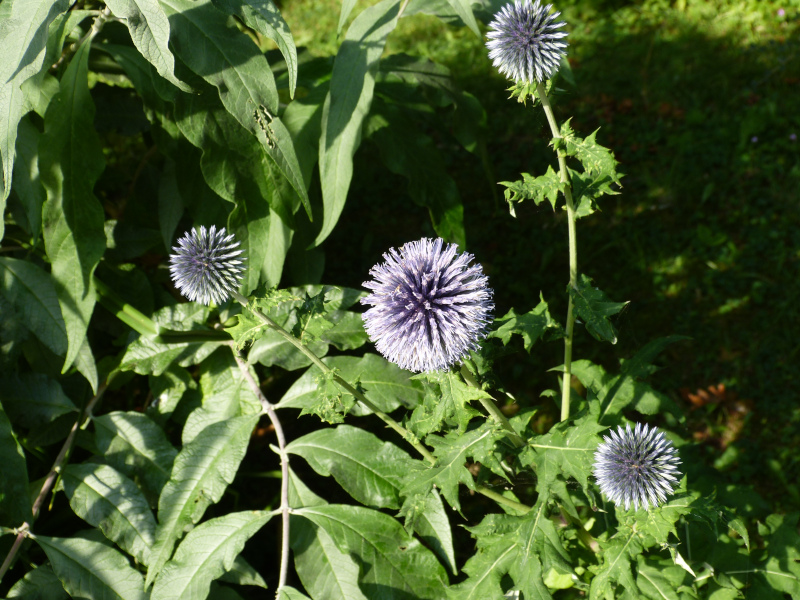 Echinops banaticus.JPG