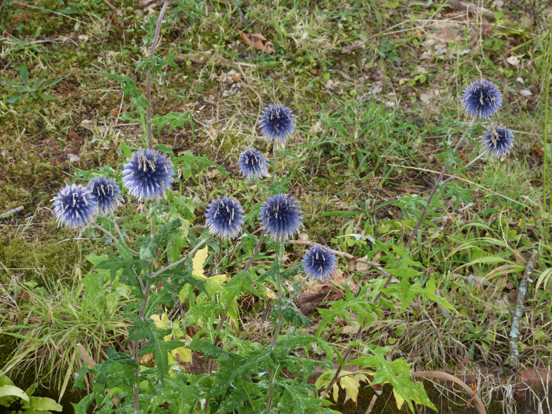 Echinops banaticus.JPG