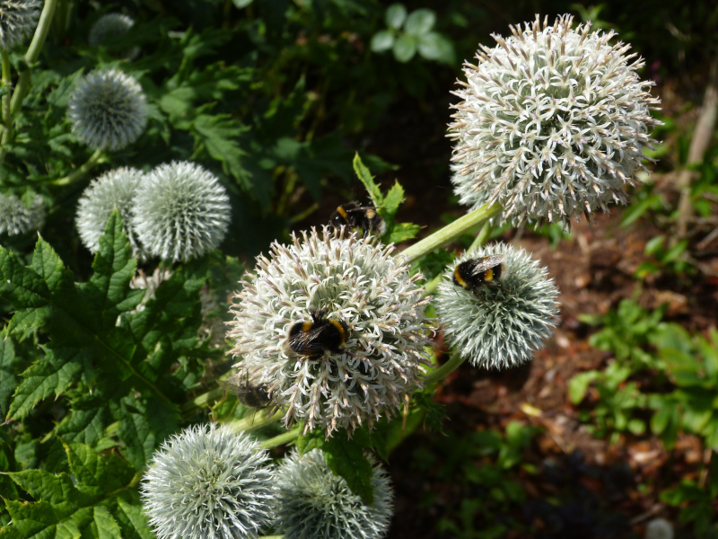 Echinops tienschanicum.jpg