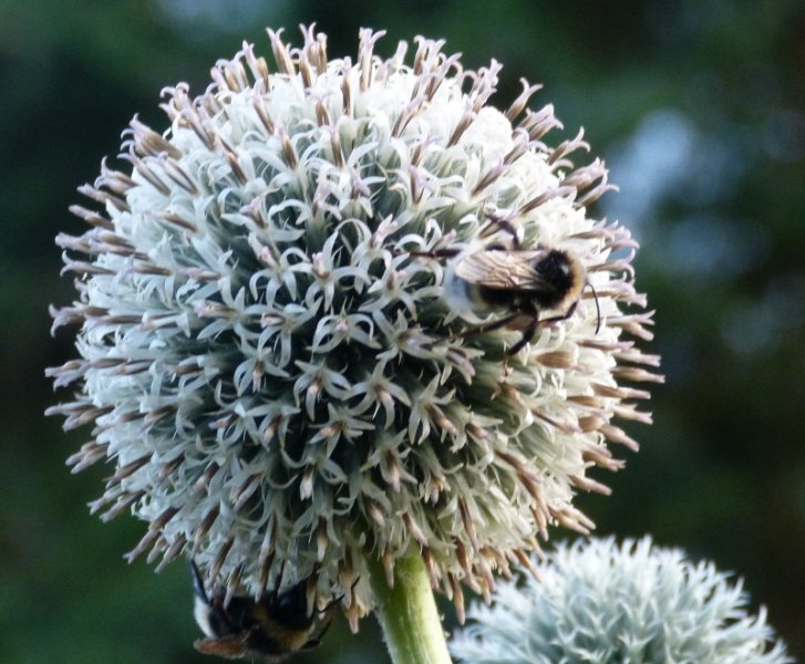 Echinops tienshanicum and bees.JPG
