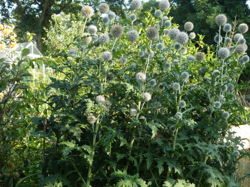 Echinops tienshanicum.JPG