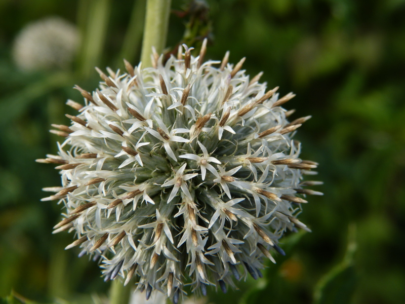 Echinops tienshanicum.JPG