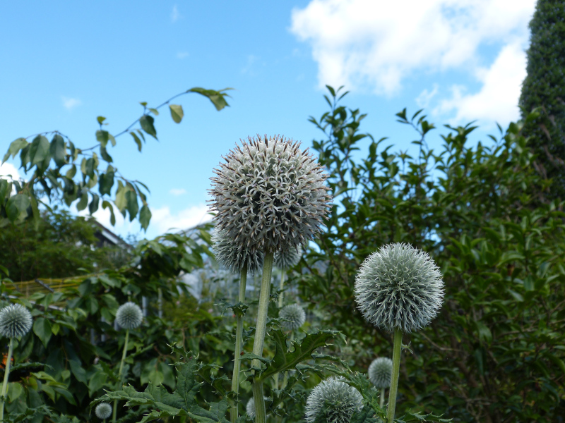 Echinops tjanschanicus 1.JPG