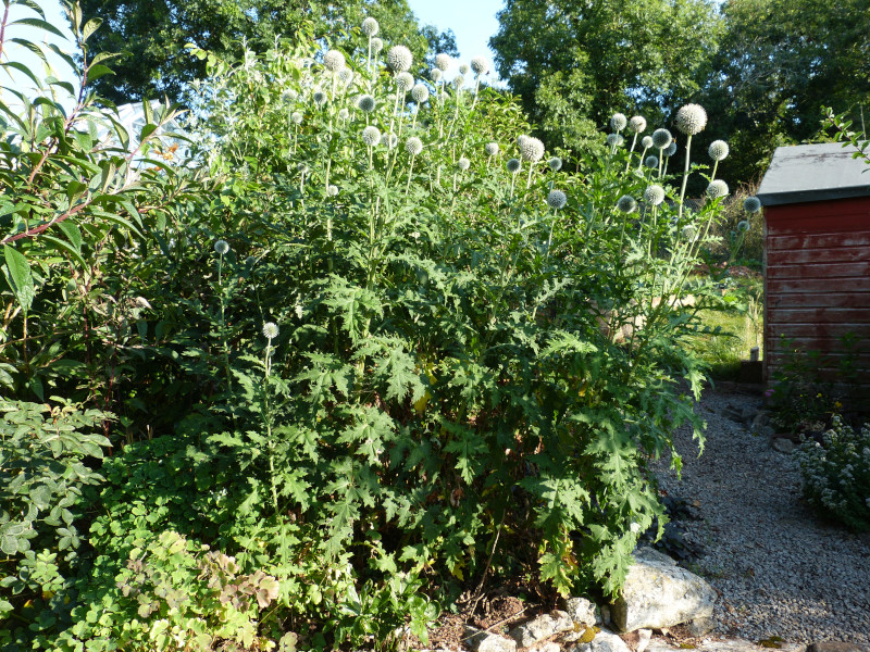 Echinops tjanschanicus.JPG
