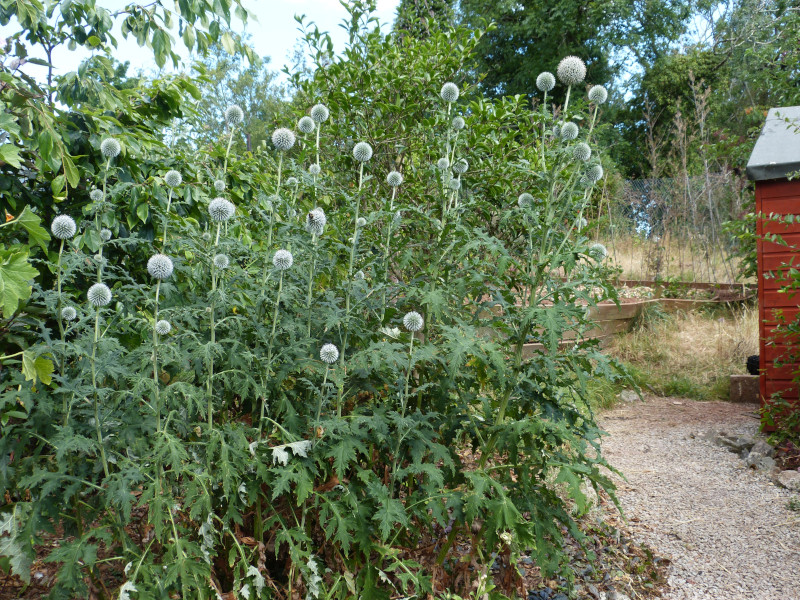 Echinops tjanschanicus.JPG