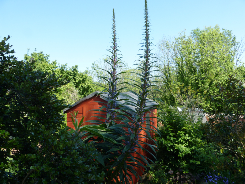 Echium 5.JPG