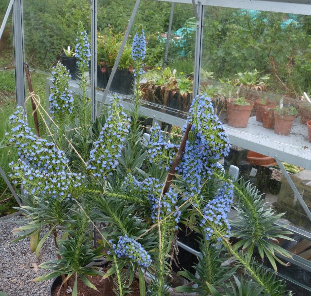 Echium fastuosum 1.JPG