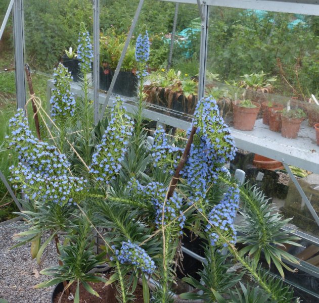 Echium fastuosum 1.JPG