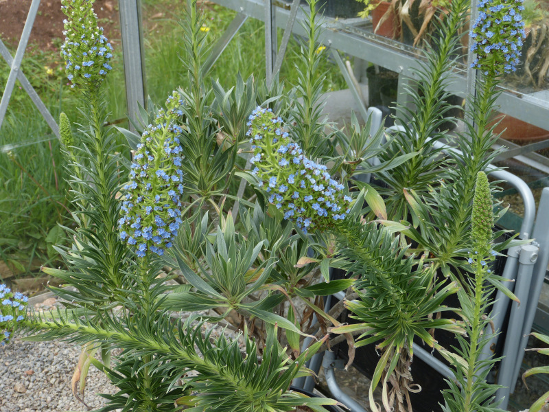 Echium fastuosum.JPG