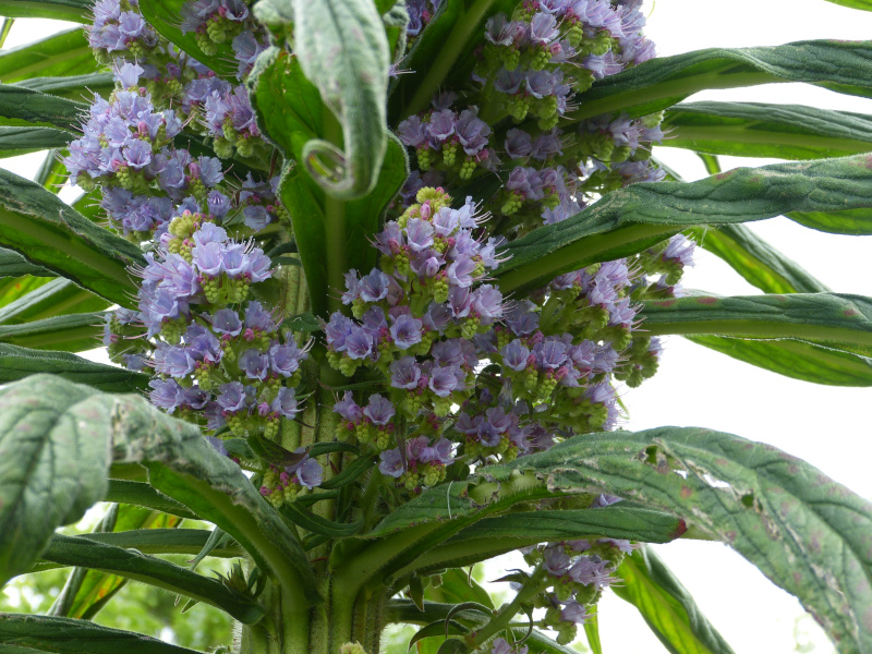 Echium piniana 1.JPG
