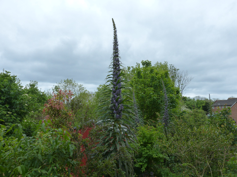 Echium piniana 2.JPG