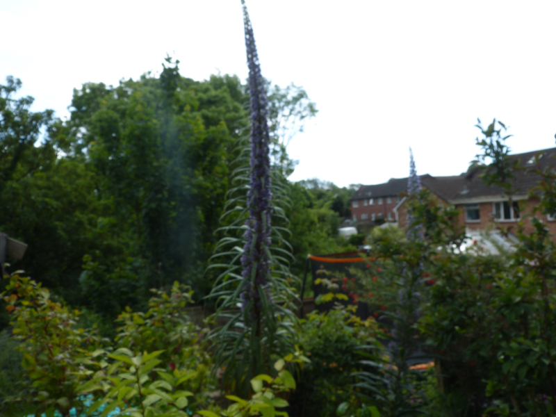 Echium pininana 1.JPG