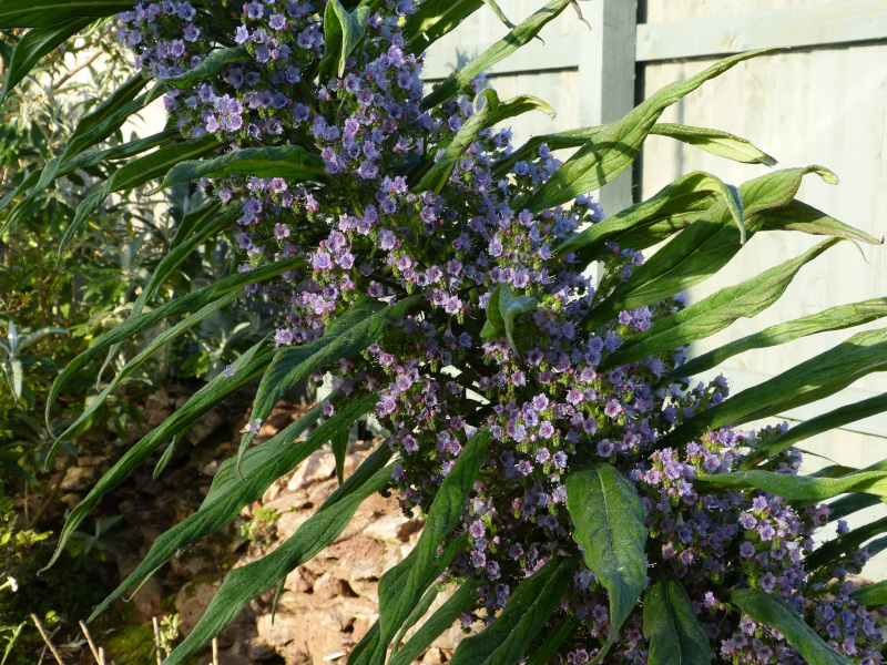 Echium pininana close up .JPG