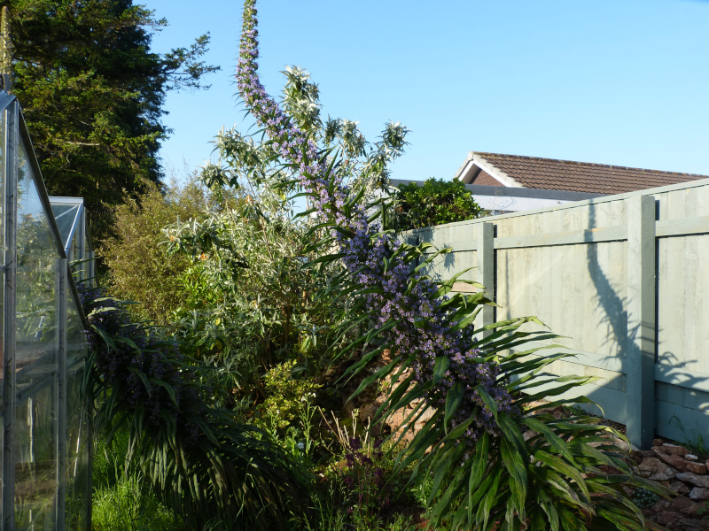 Echium pininana.JPG
