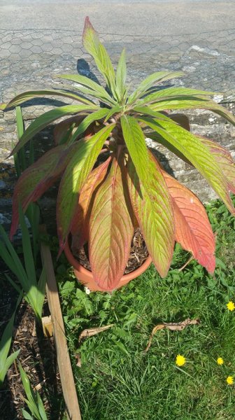 Echium Pininana leaf problems 1.jpg