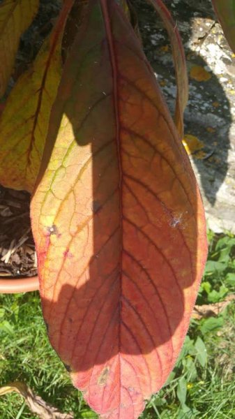 Echium Pininana leaf problems 2.jpg
