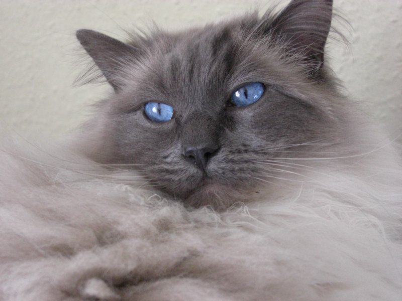 Echo and Moxie 009.JPG