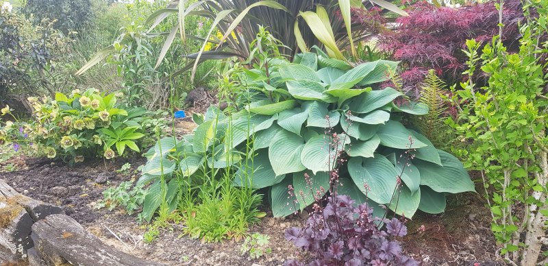 Eddy's Hosta.jpg