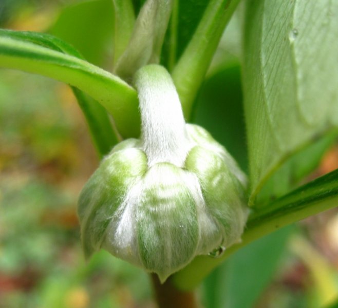 EDGEWORTHIA  CHRYSANTHA  GRANDIFLORA 02-11-2009 14-08-26.jpg