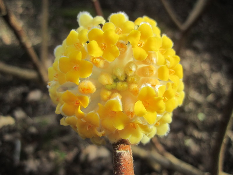 EDGEWORTHIA  CHRYSANTHA  GRANDIFLORA 06-03-2012 14-45-55.JPG