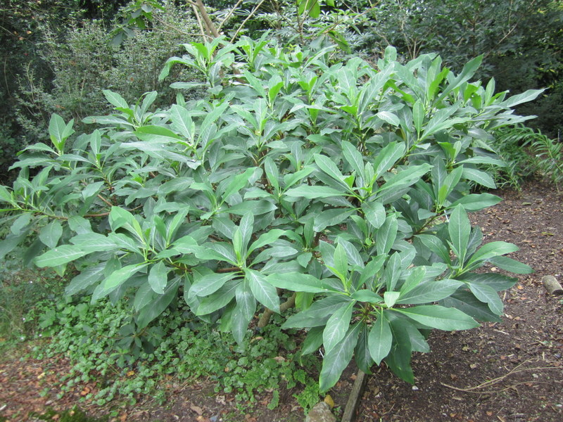 EDGEWORTHIA  CHRYSANTHA  GRANDIFLORA 08-09-2012 17-28-15.jpg