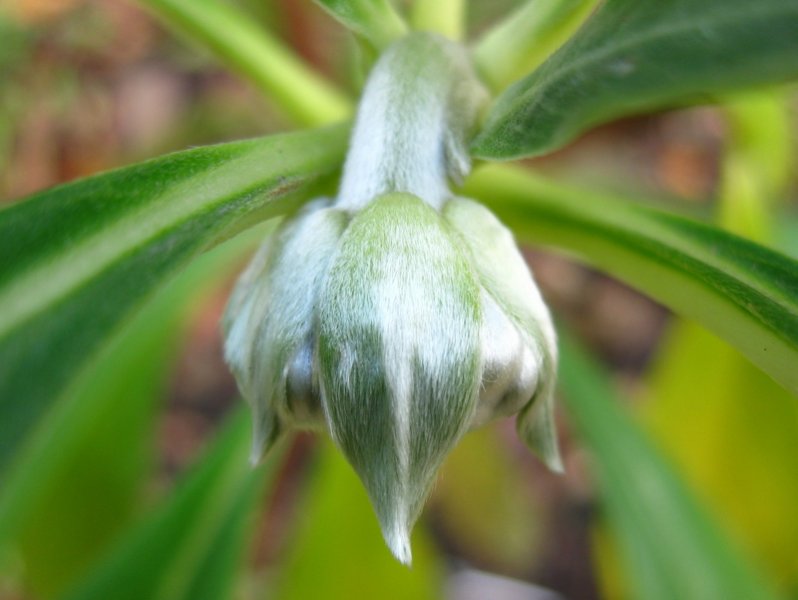 EDGEWORTHIA  CHRYSANTHA  GRANDIFLORA 08-11-2009 12-07-30.jpg