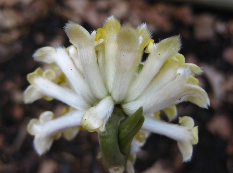 EDGEWORTHIA  CHRYSANTHA  GRANDIFLORA 10-03-2009 14-55-02.jpg