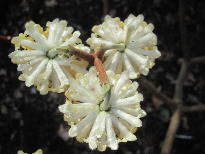 EDGEWORTHIA  CHRYSANTHA  GRANDIFLORA 11-03-2012 12-39-27.jpg